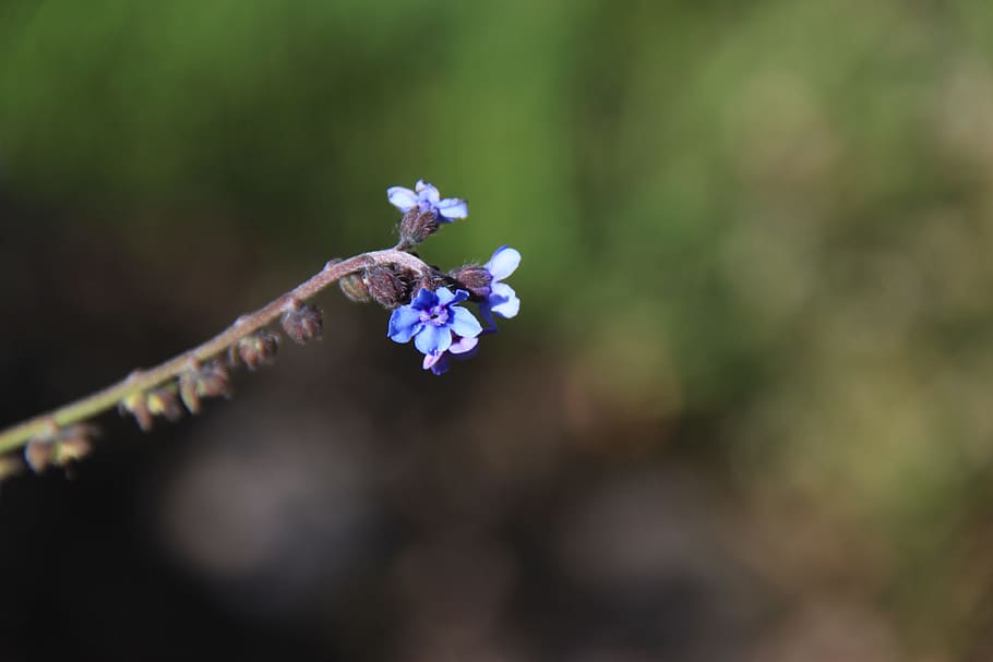 mountain flower, nature, macro, green, blossom, flowering plant HD wallpaper