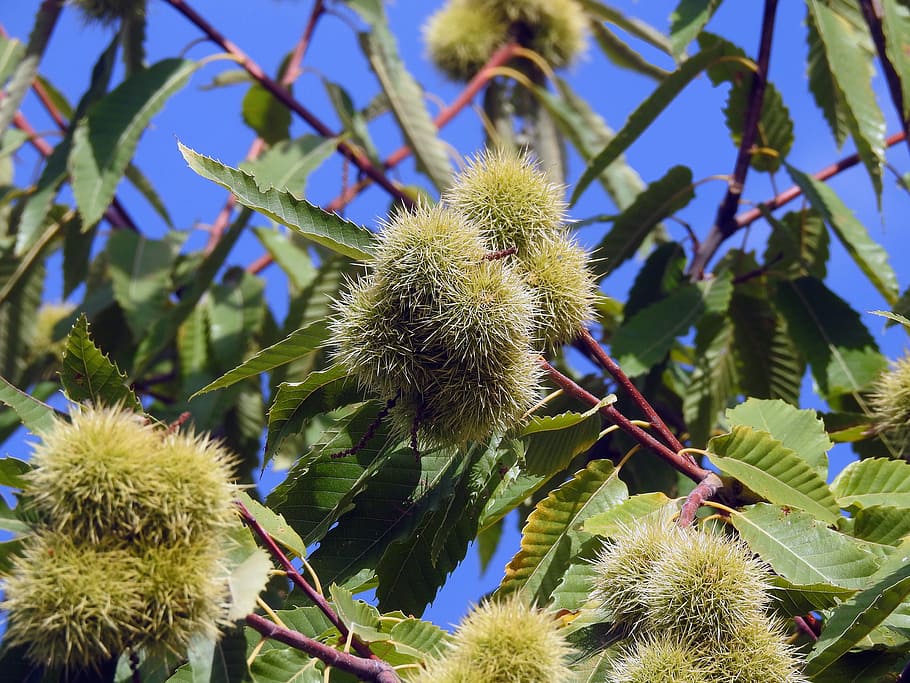 curly, autumn, chestnut, plant, growth, food, food and drink HD wallpaper