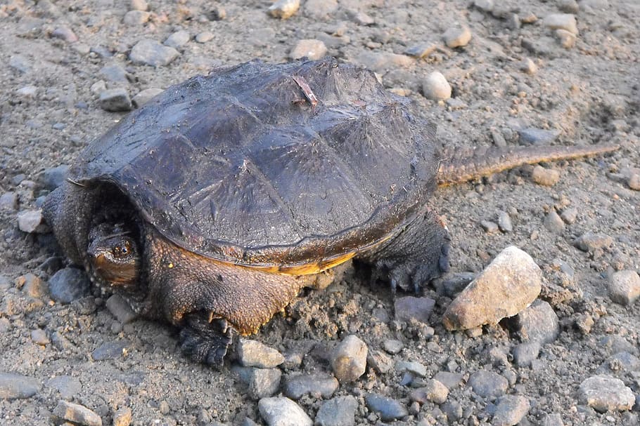 turtle, common snapping turtle, ontario, nature, wildlife, animal themes HD wallpaper