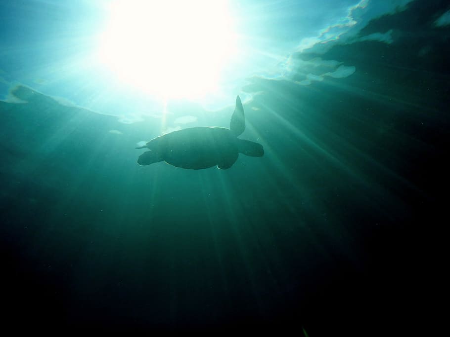 underwater photography of turtle, turtle in body of water, sealife HD wallpaper