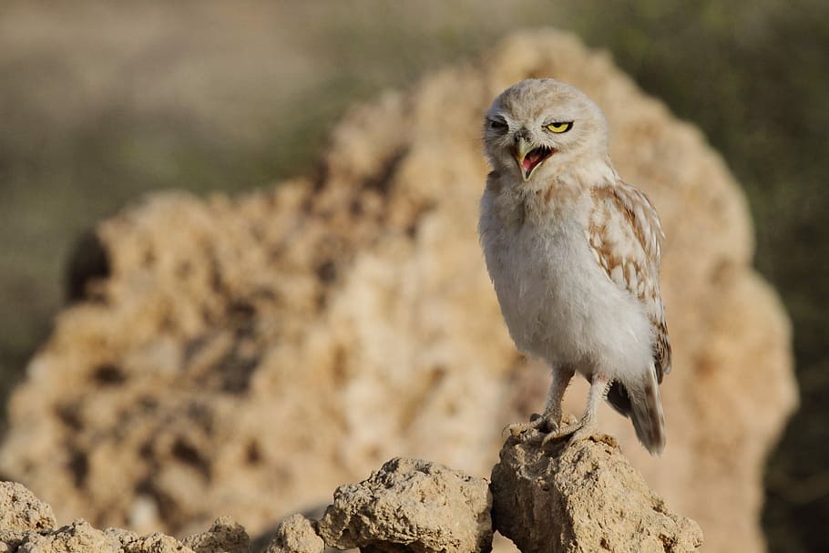 brown owl perching on brown rock, selective focus photography of owl perched on rock HD wallpaper