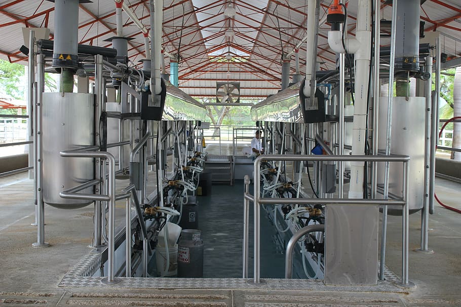 milking, milking installation, order, cheese, milking mechanical, HD wallpaper