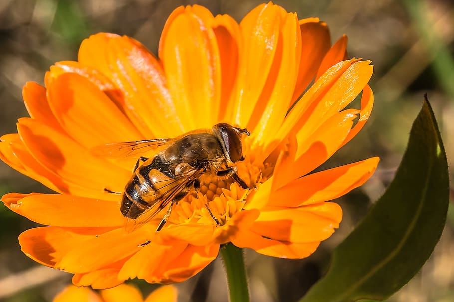 selective focus photo of brown and orange bee, Hover Fly, Insect HD wallpaper