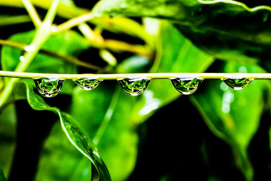 green, drops, water, nature, leaf, fresh, spring, dew, rain HD wallpaper