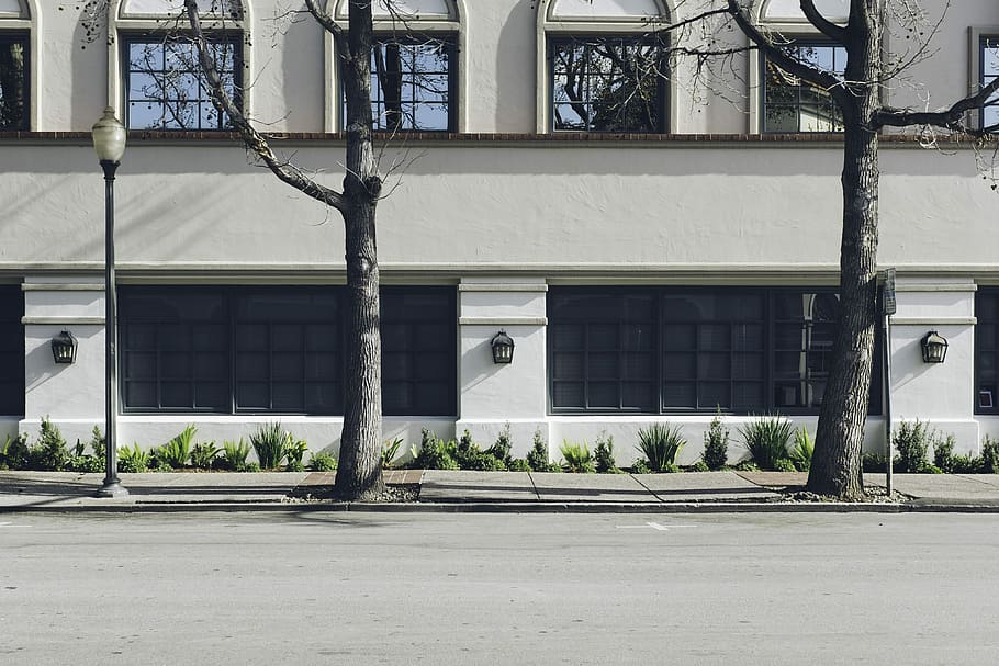 two bare trees near white concrete building, bar trees on pavements in front of building HD wallpaper