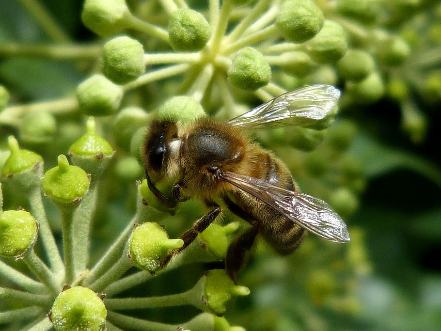 bee, libar, flower, green, sucking, nectar, honey, macro, insect HD wallpaper