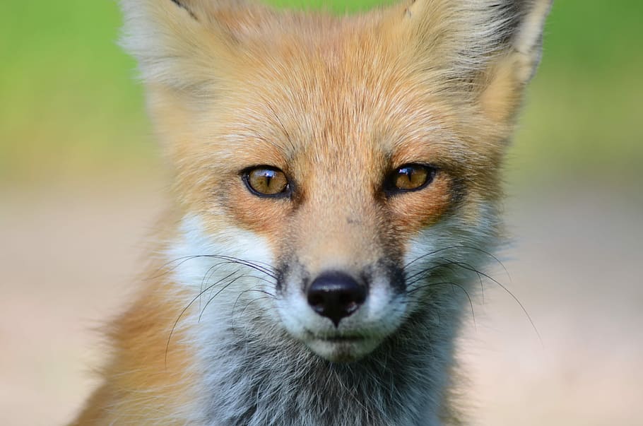 Northern Ontario Canada Visitor, wildlife photography of a fox HD wallpaper