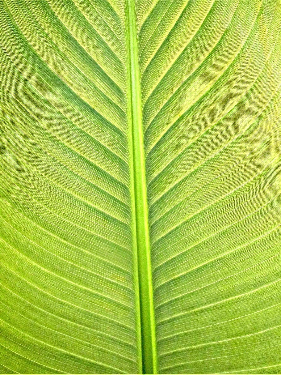 plants, banana leaf, texture, plant part, green color, backgrounds