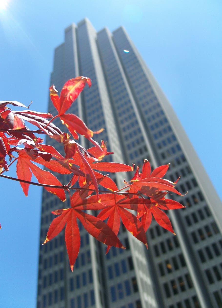 Skyscraper, Leaves, Leaf, Autumn, fall foliage, branch, sheet in the autumn HD wallpaper