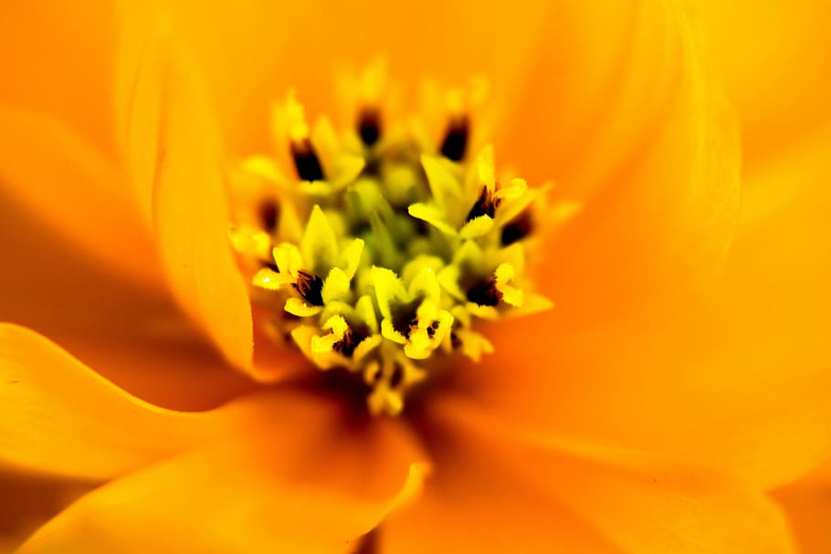 Background, Macro, Websites, colorful backgrounds, nature, flower HD wallpaper