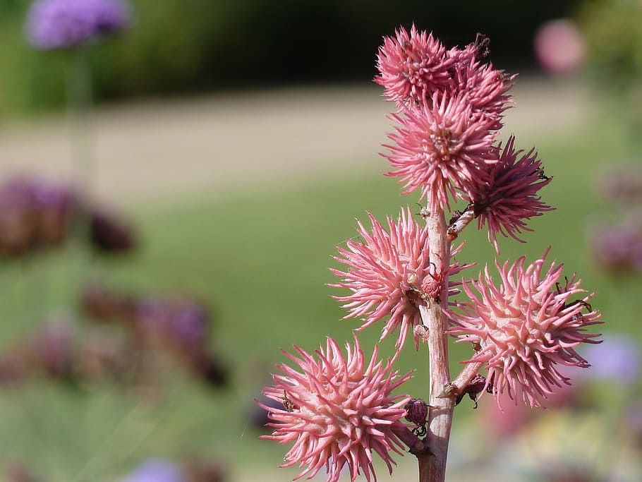 Encapsulate, Seeds, rhizinus, seed capsules, ornamental plant HD wallpaper