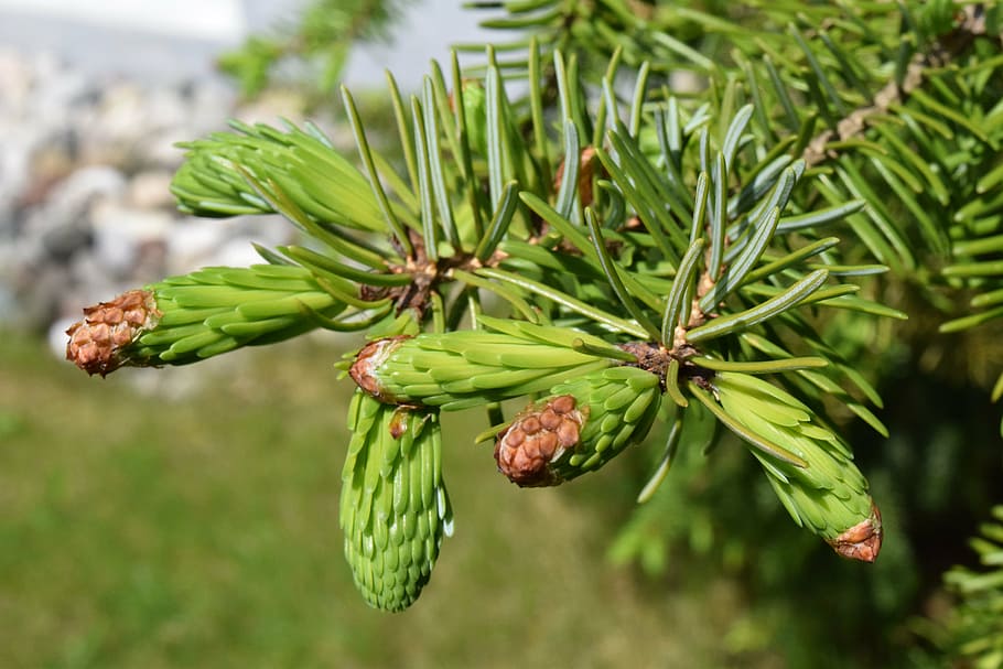 spruce, young, shoots, green, needles, tender, spring, sunshine HD wallpaper