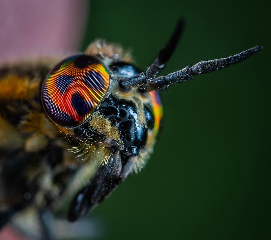 macro photo of black and orange bug, macro shot photography of insect face HD wallpaper