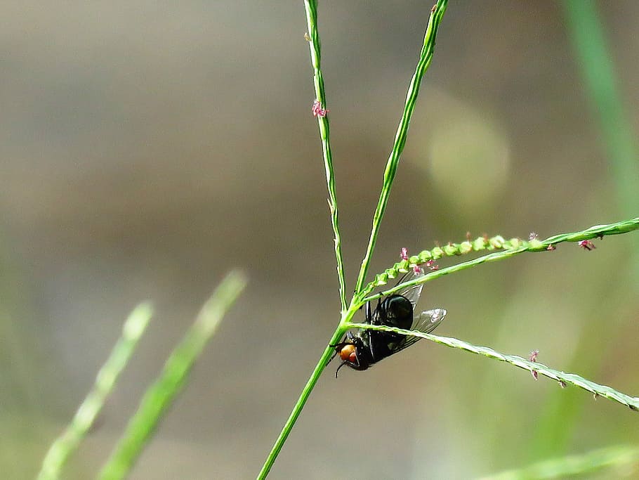 Fly, Macro, Single, Close Up, nature, insect, close-up, animal HD wallpaper
