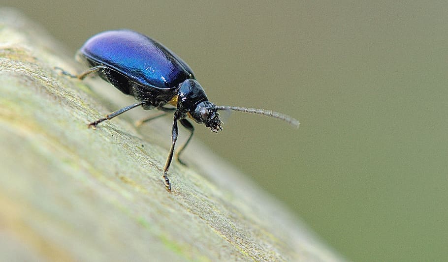 nature, insect, animals, macro, garden, forest, bug, detail HD wallpaper