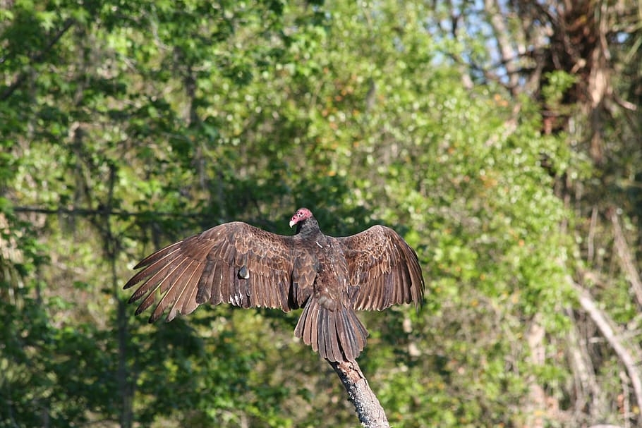 nature, tree, bird, wildlife, wood, animal, animal wildlife HD wallpaper