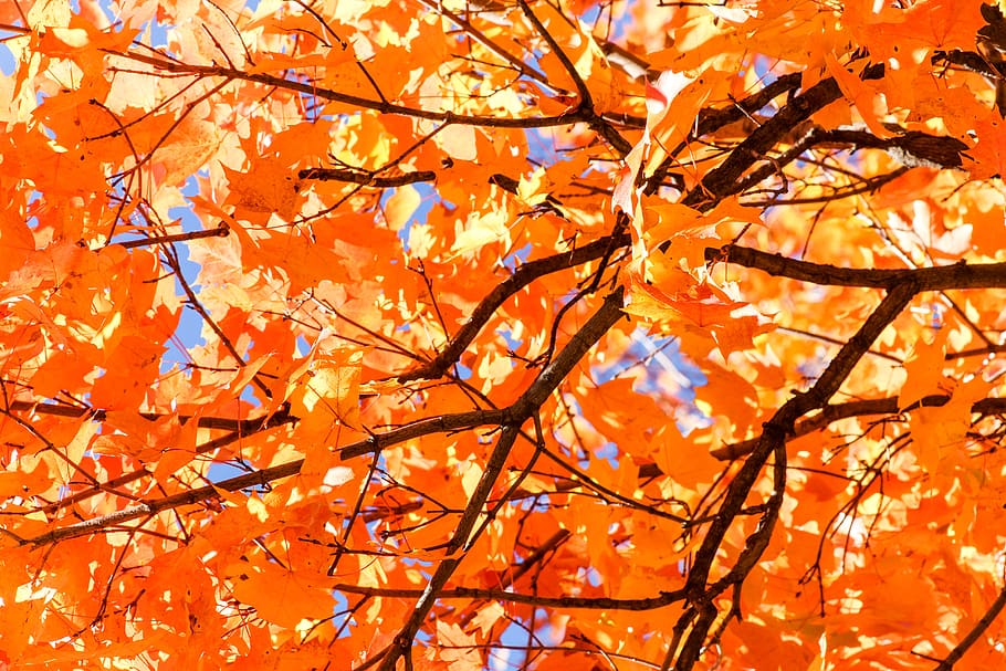 fall, leaf, maple, season, tree, orange color, branch, plant HD wallpaper