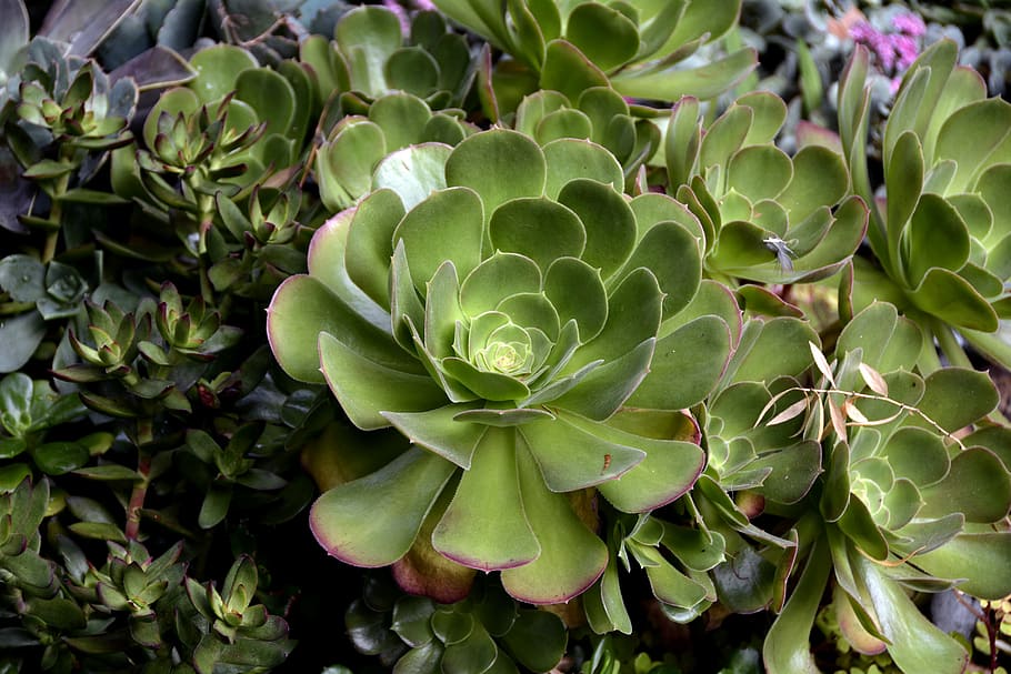 close-up photography of green succulent plants, thick sheet greenhouse, HD wallpaper