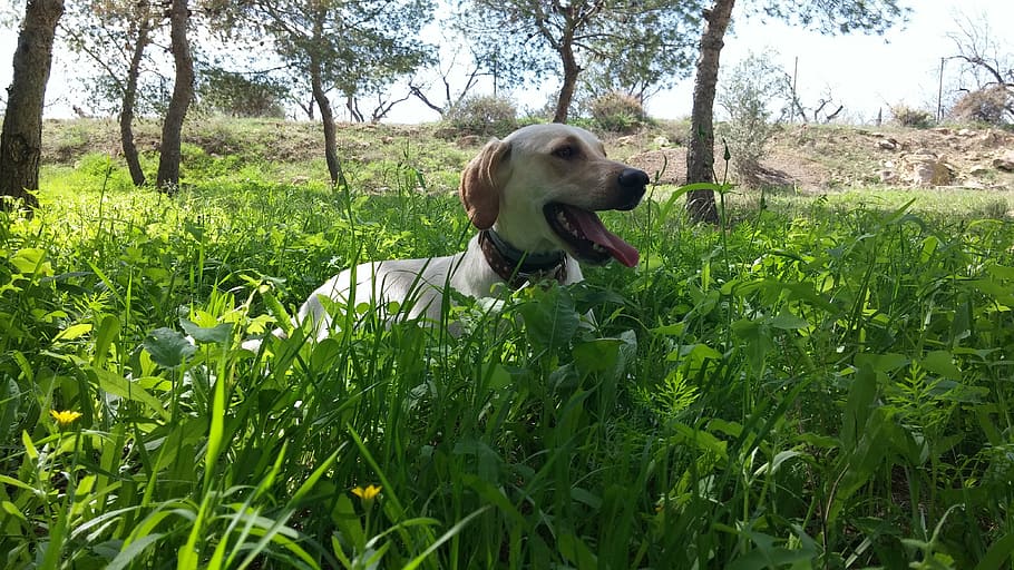 cloud, bitch, dog, field, animal, pets, sky, animals, green HD wallpaper