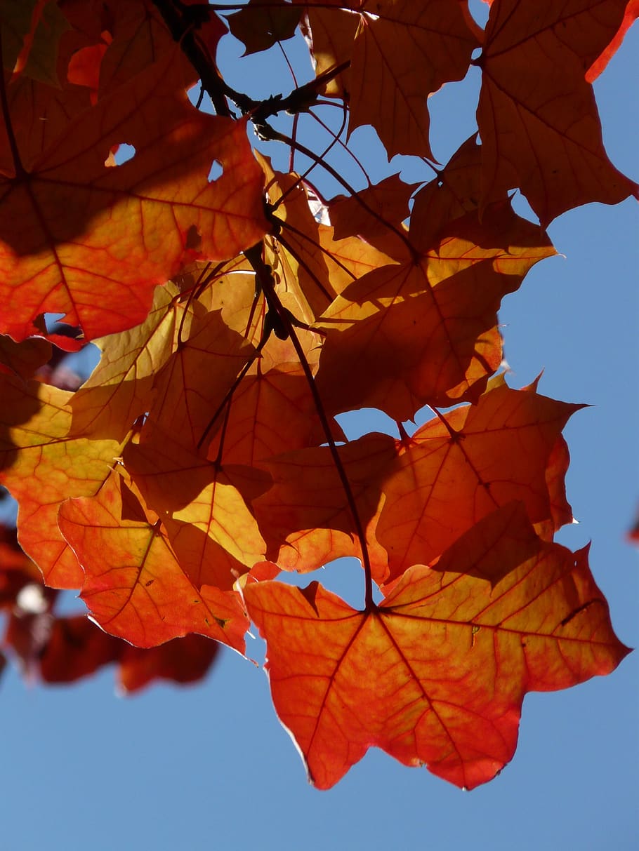 leaves, autumn, wind, fall foliage, maple leaves, red, yellow, HD wallpaper