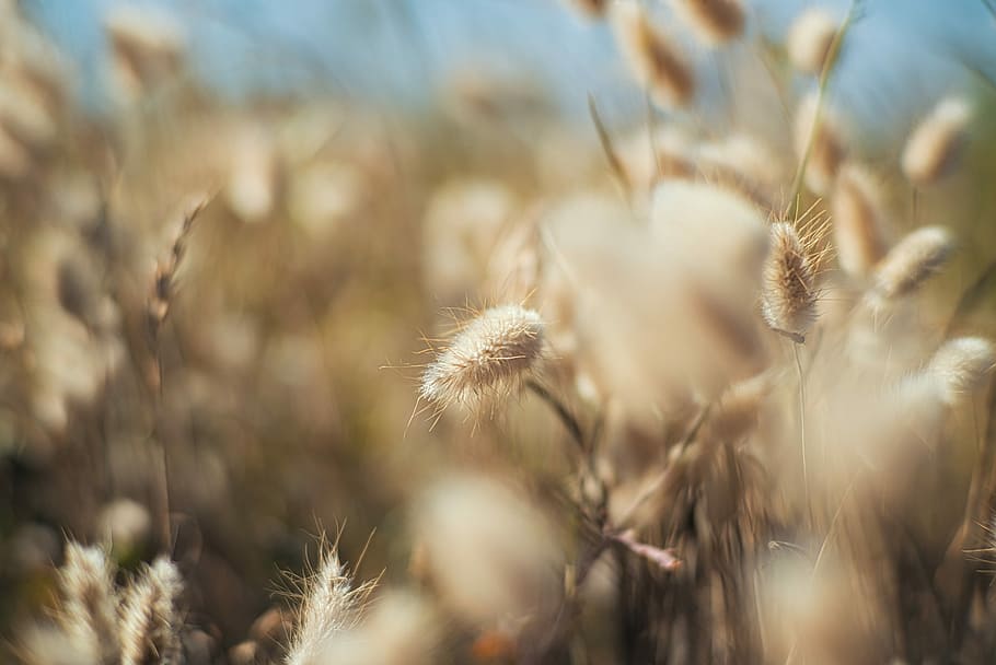 close-up photography of brown grass, selective focus photo of brown flowers HD wallpaper