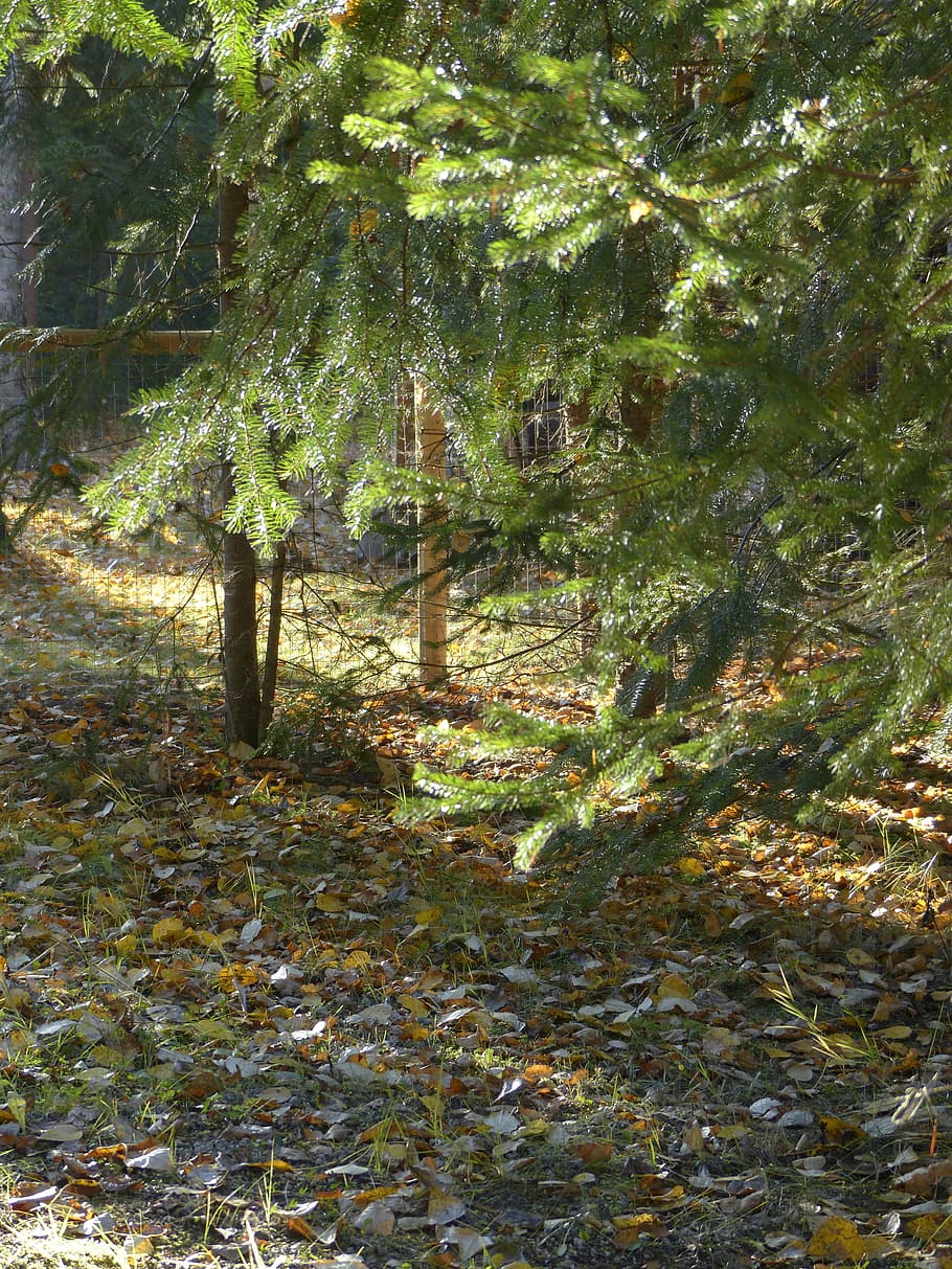 forest, sun flooded, backlight, trees, outside, nature, autumn HD wallpaper