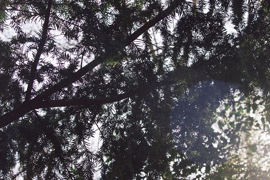 green, leaf, trees, plant, low angle view, growth, tranquility HD wallpaper