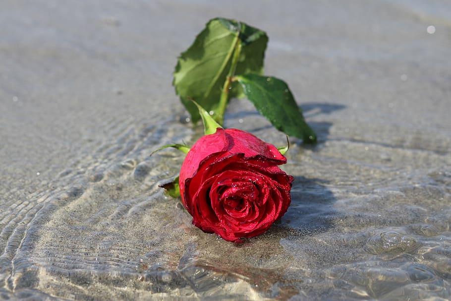 red hybrid tea rose flower, water, reflection, rose - flower HD wallpaper
