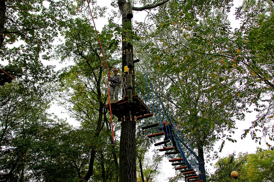 rope park, monkey grove, climbing, fun, tree, rhytidectomy HD wallpaper