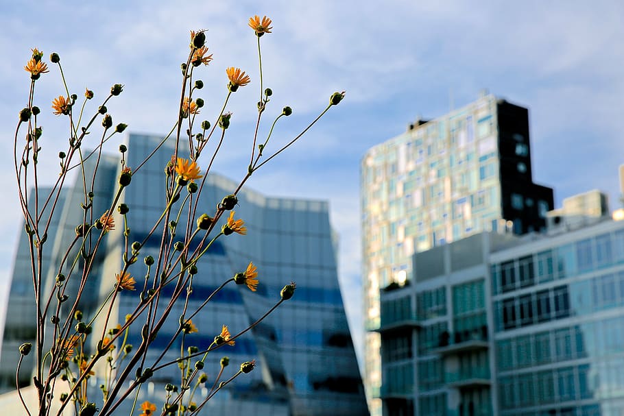 architecture, beautiful, blur, bright, building, city, close-up HD wallpaper