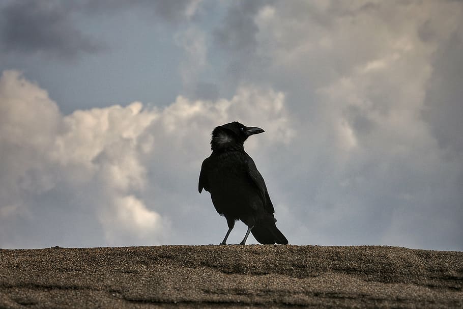 selective focus photography of black bird, animal, sky, cloud HD wallpaper