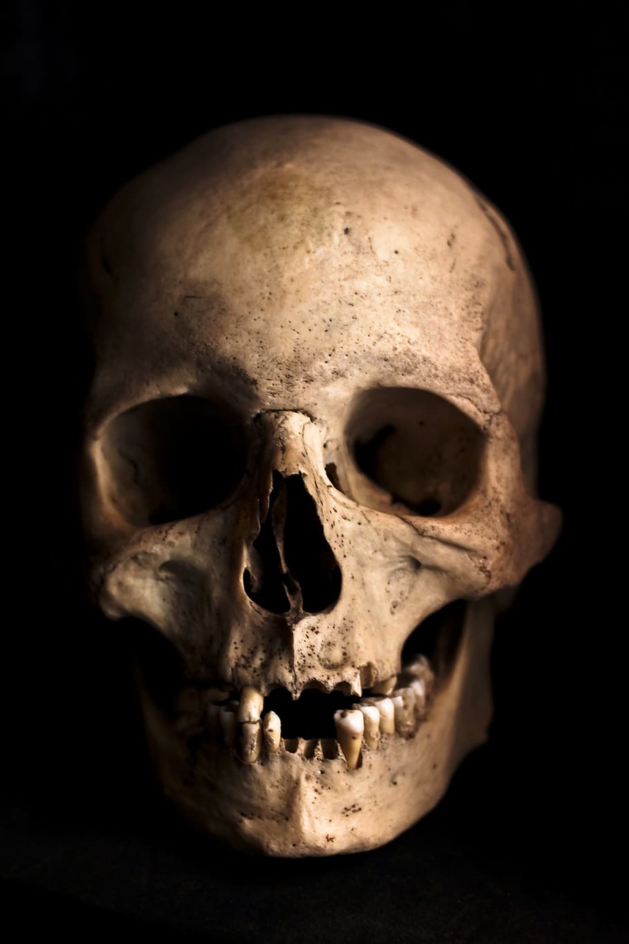 human skull photography, head, skeleton, bone, horror, anatomy