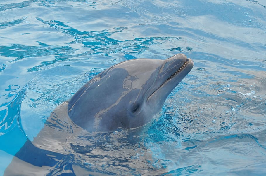 close-up photo of dolphin in body of water, blue, pool, blue water HD wallpaper
