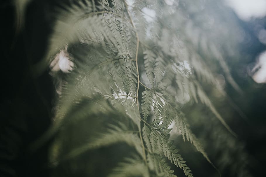 closed-up photography fern leaf tree, foliage, plant, life HD wallpaper