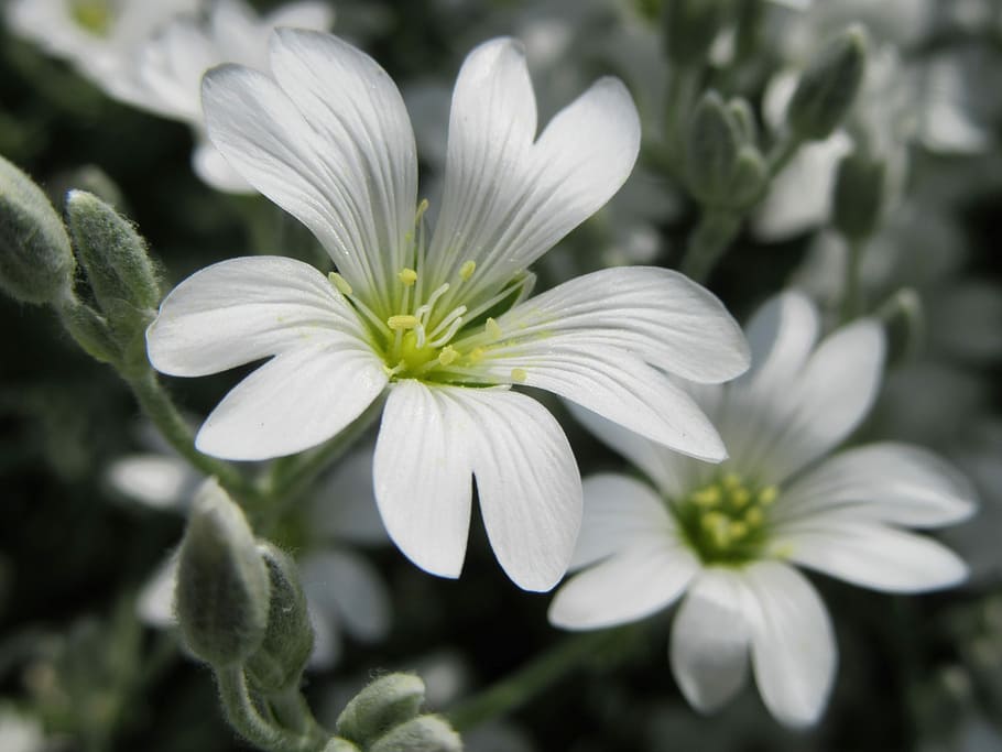 Flowers, White, white flowers, nature, plant, close-up, macro HD wallpaper