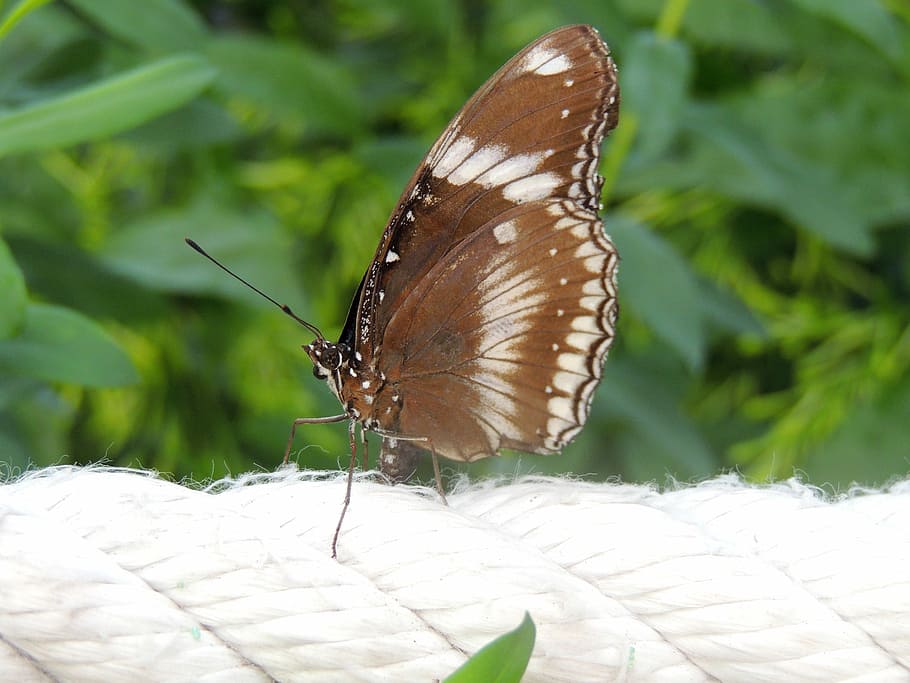 butterfly, insect, wing, close, nature, animal wildlife, invertebrate HD wallpaper