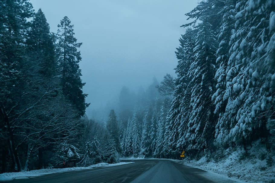 nature, roads, paths, streets, asphalt, forests, trees, snow HD wallpaper