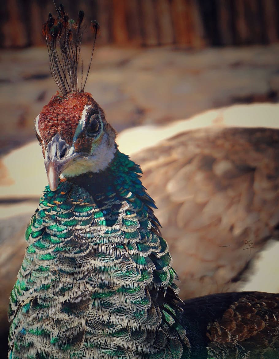 peacock, datong, animal, bird, animal themes, one animal, vertebrate HD wallpaper