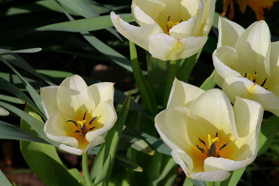 yellow flowers, tulips, open, white, white tulips, detail, flower picture HD wallpaper