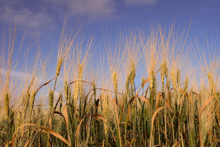 closeup photography of green and brown grass field, cereal HD wallpaper