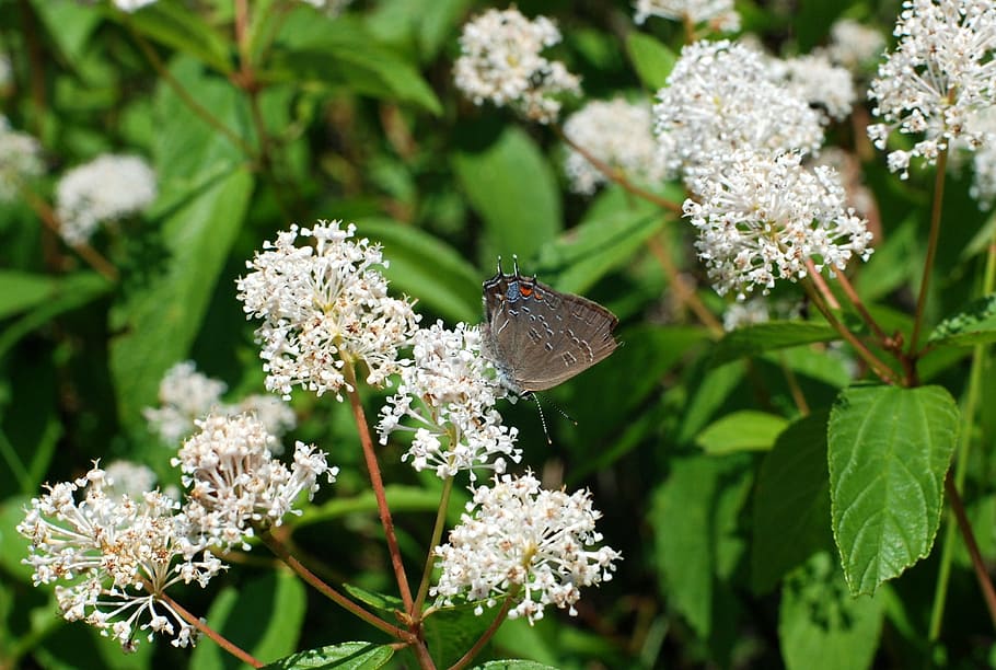 butterfly, plant, nature, spring, garden, green, floral, beauty HD wallpaper