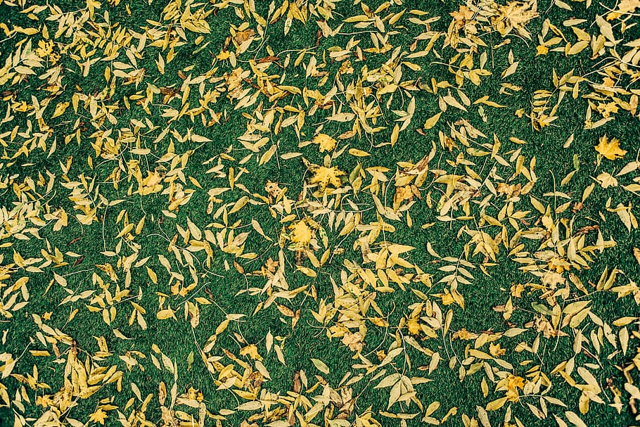birds eye view of leaves on ground, high-angle photo of yellow leaved on ground HD wallpaper