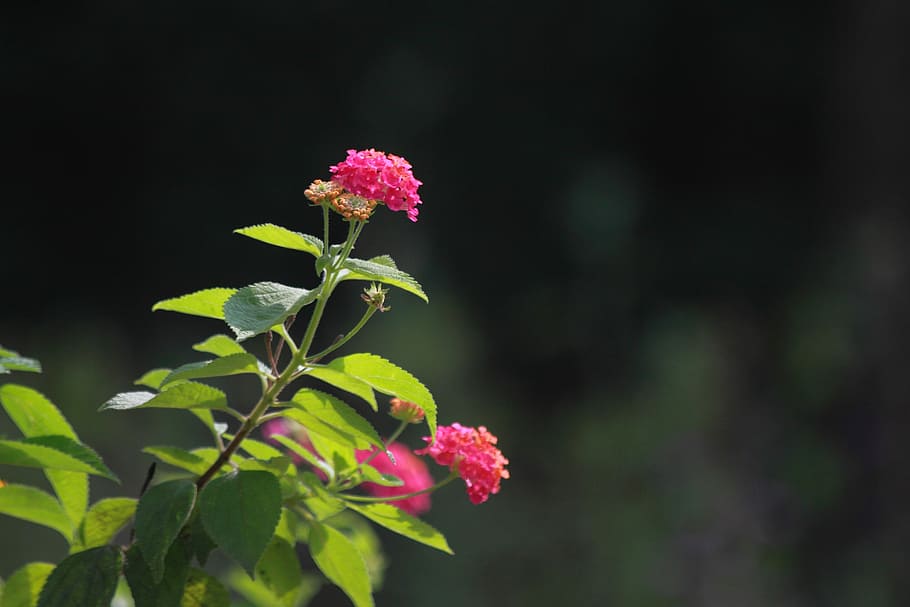 flowers, nature, plants, leaf, summer, garden, beautiful, july HD wallpaper