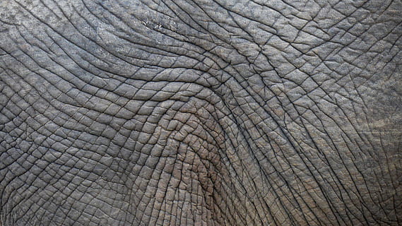 elephant skin, structure, wrinkled, pattern, one animal, animal themes HD wallpaper