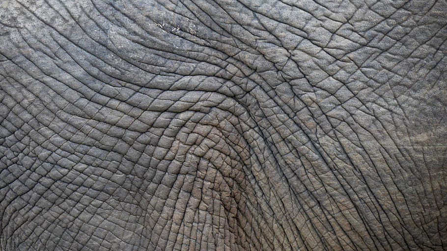 Top more than 75 elephant skin wallpaper best - vova.edu.vn