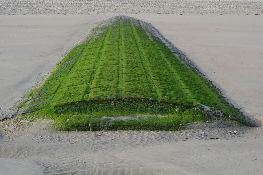 breakwater, beach, green, green color, land, nature, growth HD wallpaper