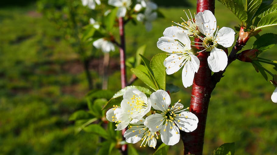 flower, cherry, blooms, spring, nature, garden, white, tree HD wallpaper