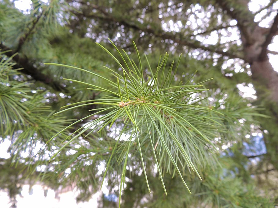 needles, conifer, branch, green, plant, tree, growth, beauty in nature HD wallpaper
