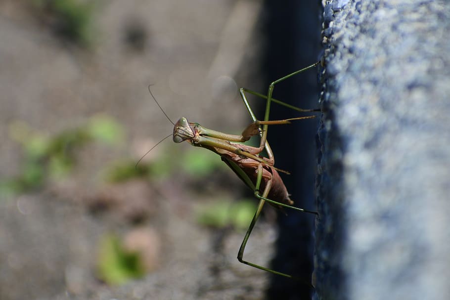 natural, landscape, insect, mantis, 蟷螂, axe, animal themes HD wallpaper