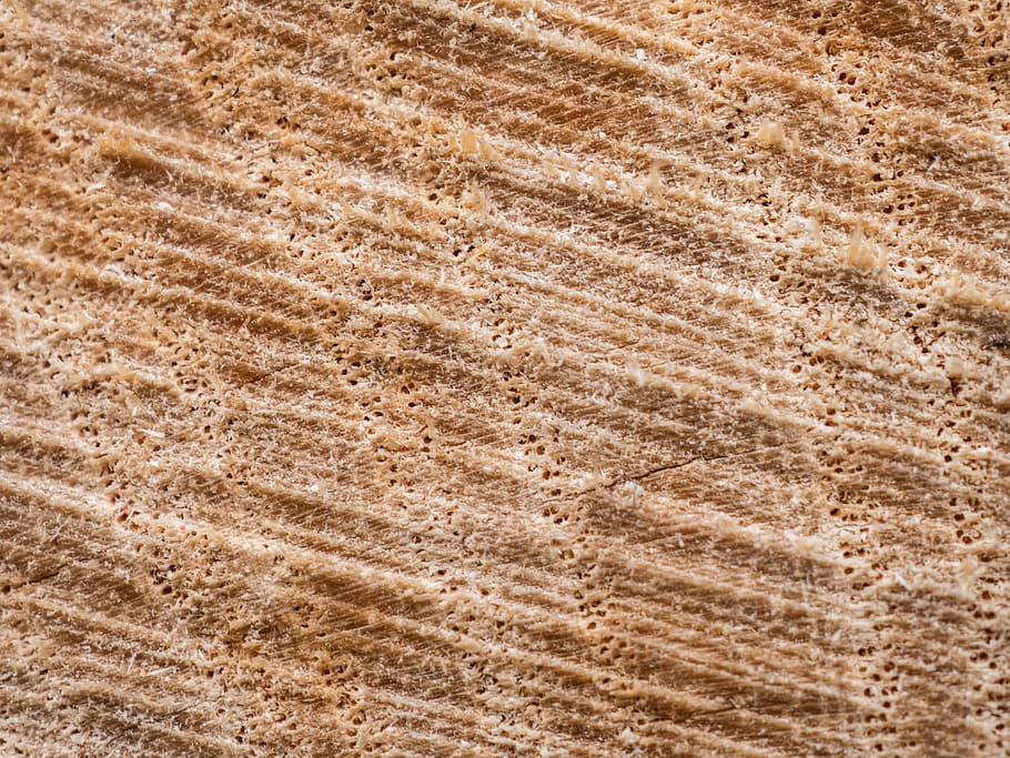 wood, section, rauh, surface, close, grain, saw, texture, structure HD wallpaper